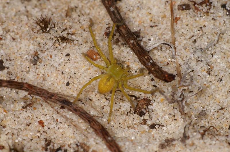 Olios_Neosparassus_ZZXYX_D7872_Z_89_North Stradbroke island_Australie.jpg